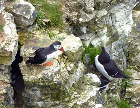 Wild And Wonderful Puffins From Rspb Bempton Cliffs Yorkshire