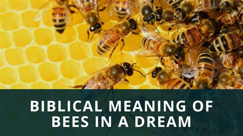 Top 11 Biblical Meaning Of Bees In Dreams Dream Meaning