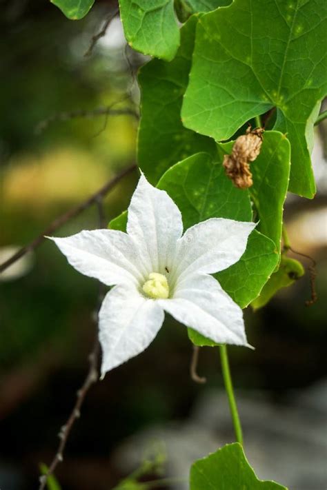 White Coccinia Grandis Flower Stock Image - Image of grandis, vegetable ...