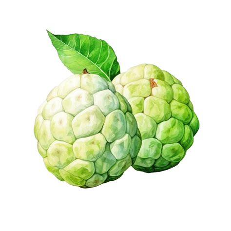 Watercolor Custard Apple Custard Apple Fruit Watercolor Png