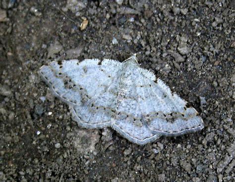 Digrammia Ocellinata Bugguide Net