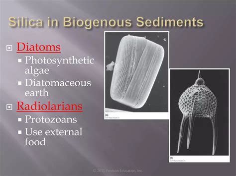 Marine Sediments Types (Detailed) | PPT