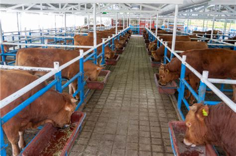 Empresas Ganaderas Dedicadas A La Producci N De Carne Revista