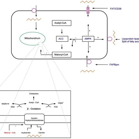 Fat Acid Metabolism Acc Acetyl Coa Carboxylase Fapbpm Fatty Acid Download Scientific Diagram