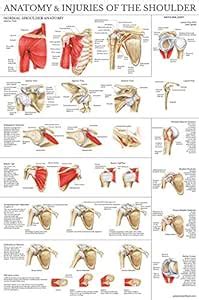 Laminated Anatomy And Injuries Of The Shoulder Poster Shoulder Joint