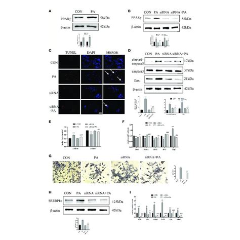 Pa Induced Ins 1 Cells Dysfunction Ins 1 Cells Were Incubated With