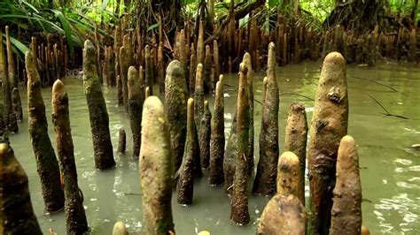 Mangroves Forest Sundarban Bangladesh Largest World Mangroves Forest