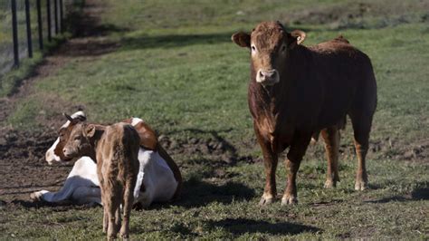 Doce titulares de explotaciones agrarias de Extremadura reciben más de