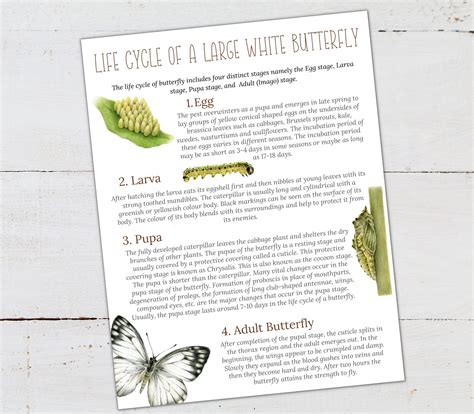 LARGE WHITE BUTTERFLY Life Cycle Nature Study Homeschool - Etsy