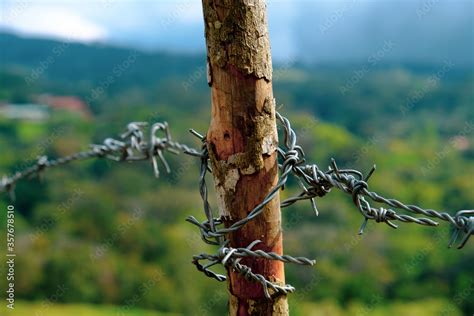 barbed wire fence Stock Photo | Adobe Stock