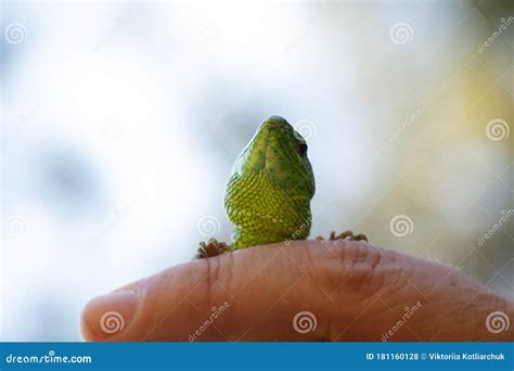 A Small Green Lizard Sitting On A Hand Caught In A Park In Ukraine