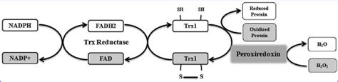 The Redox Cycling Reactions Of The Trx System The Dithiol Moieties Of