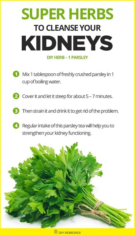 Parsley Herbs To Cleanse The Kidneys Parsley Acts As A Natural Diuretic