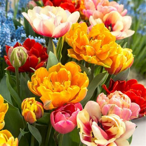 5 Bulbs Double Mix Tulip True Lovely Blooms