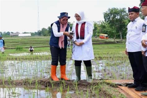 Pemkab Banyuwangi Dorong Petani Gunakan Pupuk Organik ANTARA News