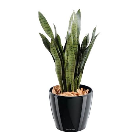 Plante Artificielle D Int Rieur Sansevieria Cm