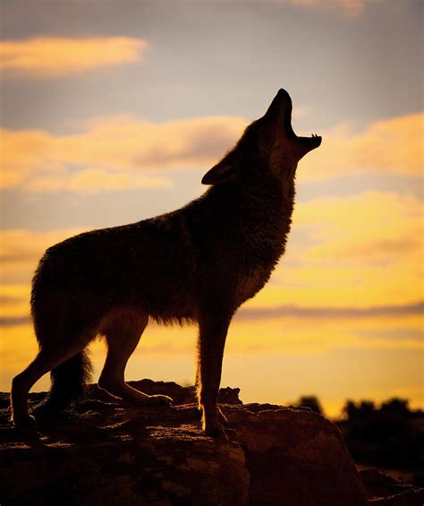 Coyote Canis Latrans Howling Photograph by Marg Wood - Pixels