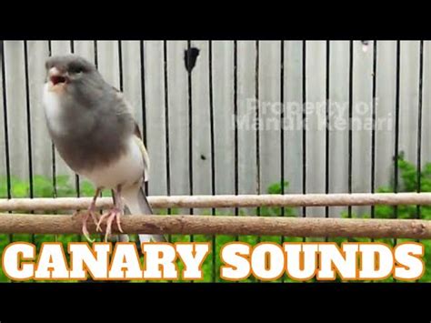 Canary Bird Singing Roll Training The Best Canary Singing Indonesian