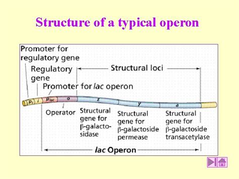 Structure of a typical operon The enzymes that