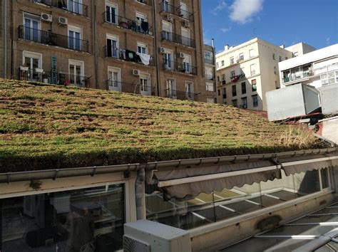 Cubierta Vegetal De Sistema Rizoma En Madrid Singulargreen Pared