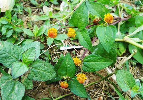 Descubra Os Benef Cios Do Jambu E Para Que Serve Essa Planta O