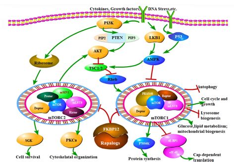 Frontiers Editorial Deciphering And Targeting The MTOR Pathway In