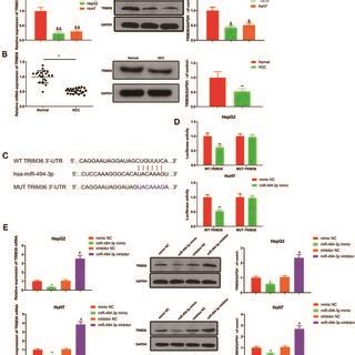 Trim Is A Direct Target Gene Of Mir P Qrt Pcr And Western Blot