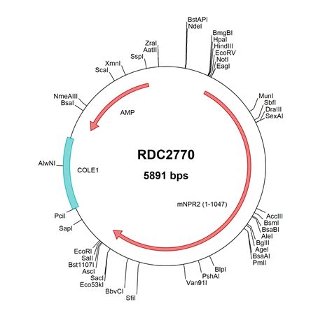 Mouse Nprb Npr Np Versaclone Cdna Rdc R D Systems