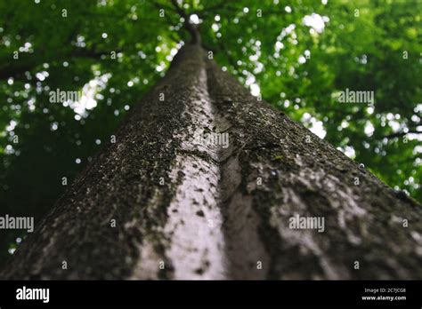 forest trees   stock photo alamy