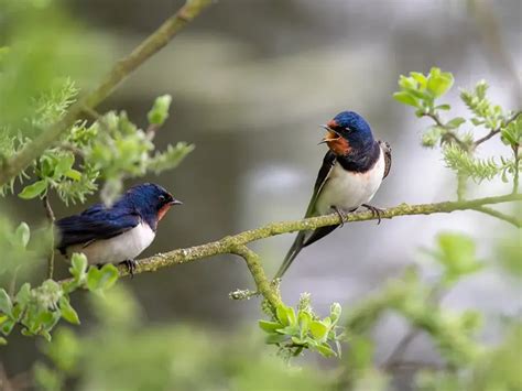 Swallow Bird Symbolism And Spiritual Meaning Faith