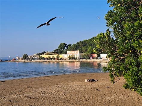 Slobodna Dalmacija Jutarnja Idila Na Bačvicama Coce Galebovi I