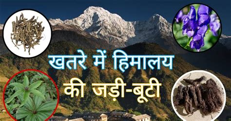 खतरे में है हिमालय की बेशकीमती संपदा जड़ी बूटियों की ग्रोथ धीमी