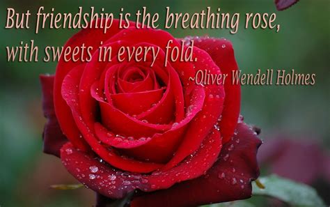 50 Best Rose Quotes To Show Your Love – The WoW Style