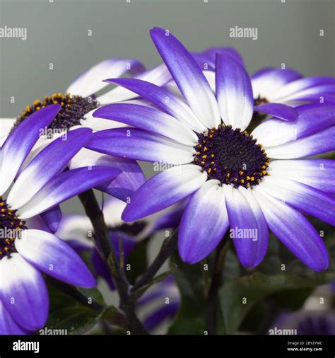 Bicolor Flowers High Resolution Stock Photography And Images Alamy