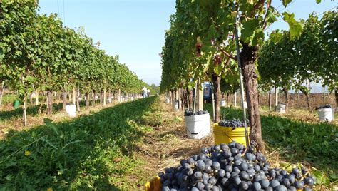 Passione Vendemmia In Friuli Venezia Giulia Cantine Aperte Per