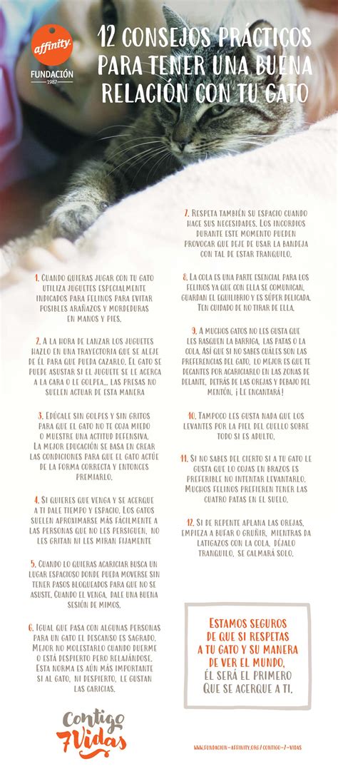 Consejos Pr Cticos Para Tener Una Buena Relaci N Con Tu Gato