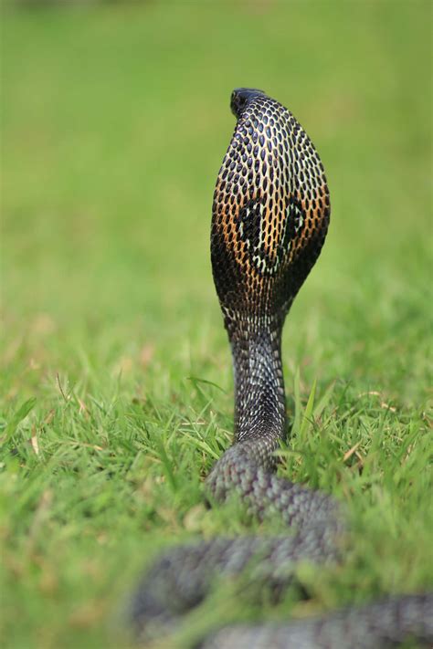 Download Stay At A Safe Distance From This King Cobra