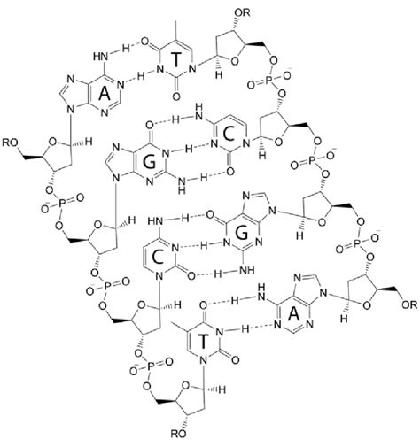 2 DNA structure. Structure of the nucleotides and the Watson-Crick ...