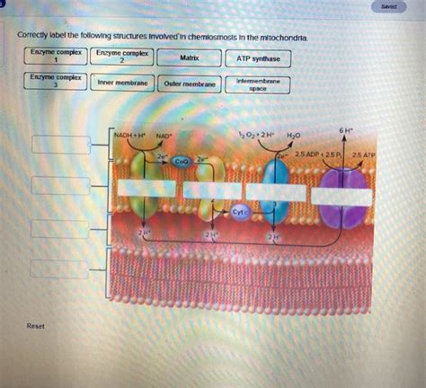 Solved Saved Correctly Label The Following Structures Chegg