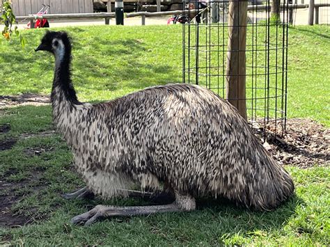 Animals at Sydney Zoo. : r/sydney