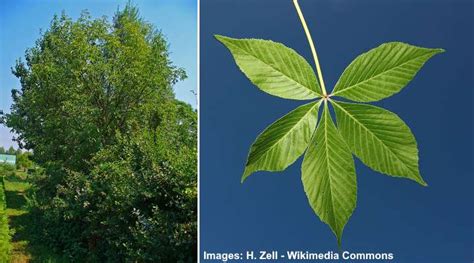 Types Of Buckeye Trees With Their Flowers And Leaves Pictures