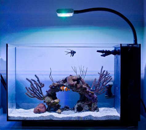 Ninja S Fluval Evo 13 5 Reboot Color Theme Nano Reef Journals