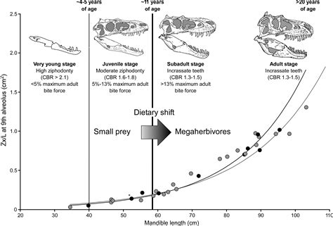 New 2021 Paper On Tyrannosaurid Bite Force Dr Francois Therrien