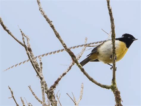 フキナガシフウチョウ eBird