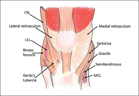 Lateral Patellar Retinaculum Wikism Sports Medicine Wiki