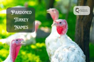 Turkey Names: 429+ Fun, Cute, and Pardoned Ideas for Your Flock