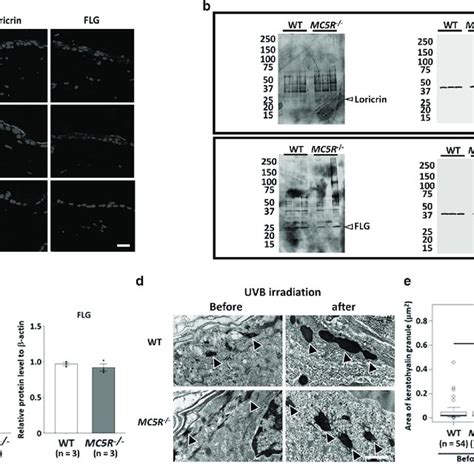 Histological Analysis For Skin Barrier Components A Immunostaining