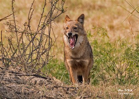 Dog Jackal • C And A Wild Images