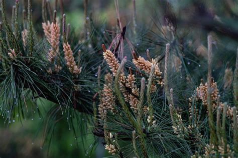 Pinus Pohon Musim Panas Foto Gratis Di Pixabay Pixabay