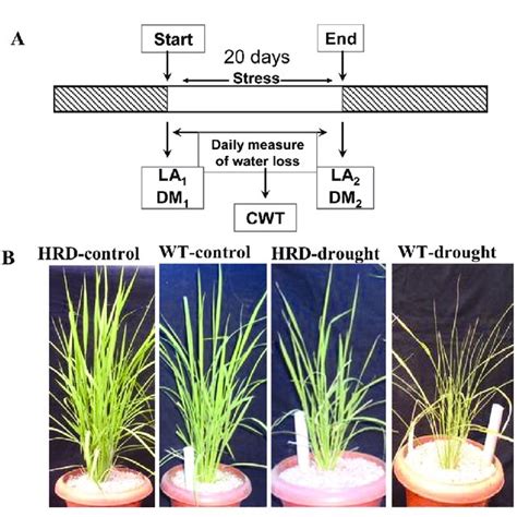 Shn2 And Cer6 Gene Overexpression Imparts Drought Resistance In Rice Download Scientific Diagram